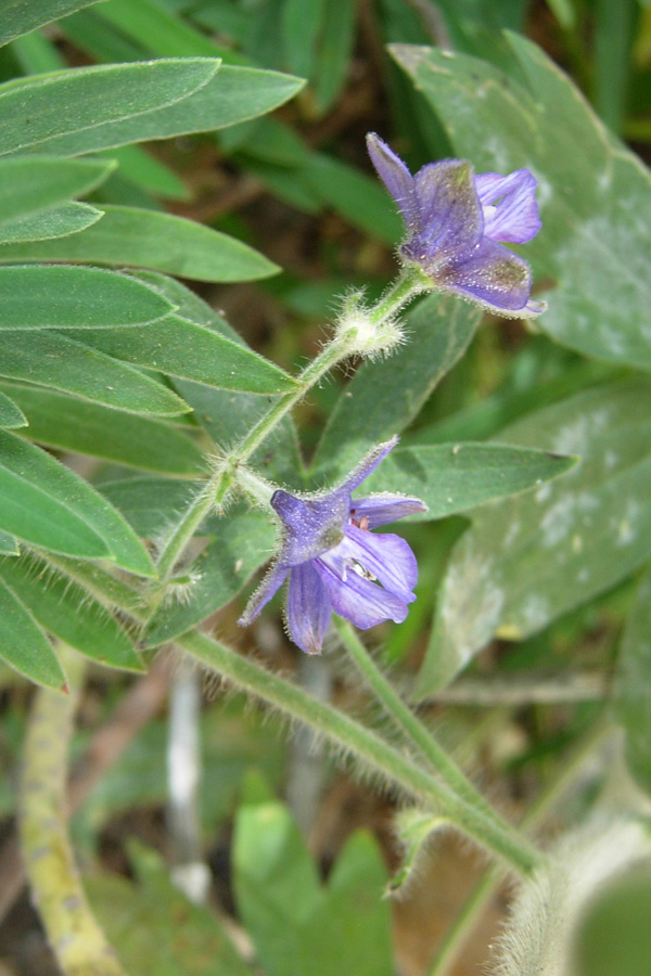 Da Creta: sei fiori senza identit